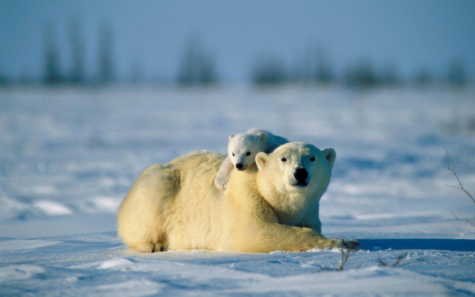 1600x1000 Cute Baby Polar Bears HD Wallpaper