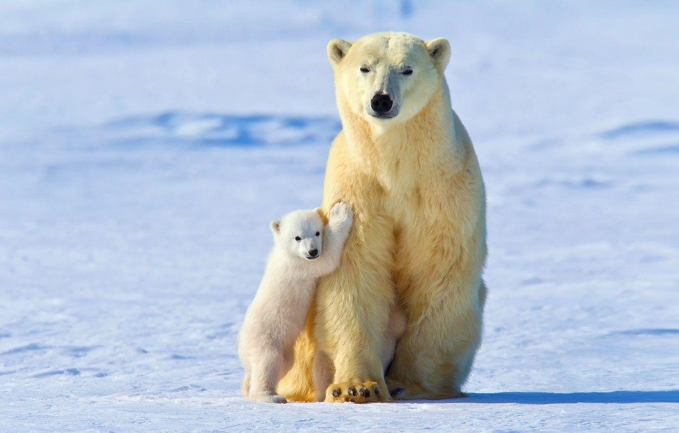 1332x850 Wallpaper winter, light, snow, baby, polar bears, White bear image for desktop, section животные