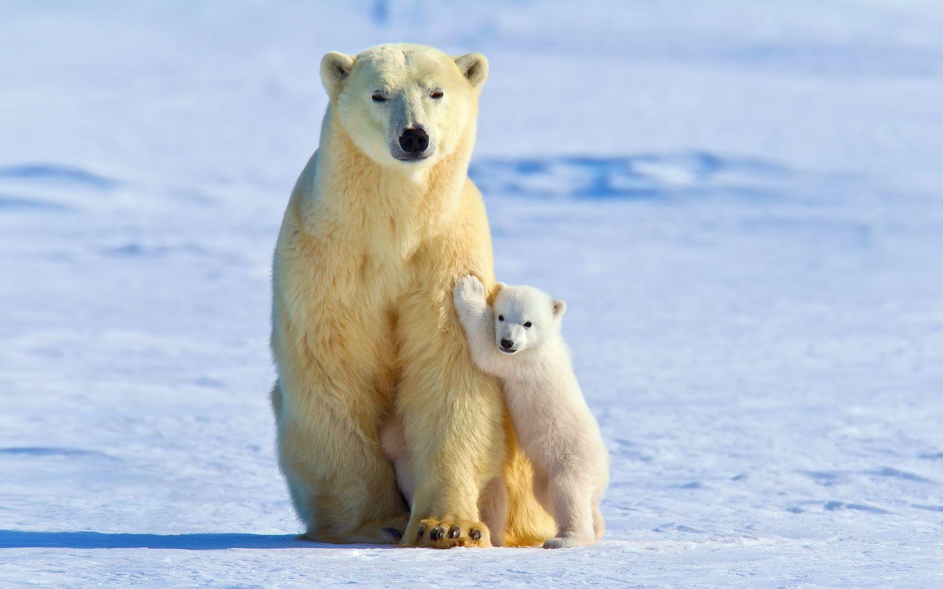 1920x1200 baby polar bears wallpaper for desktop. polar Bears, Animals, Snow, Ice, Baby Animals Wallpaper HD / Deskto. Baby polar bears, Polar bear wallpaper, Polar bear