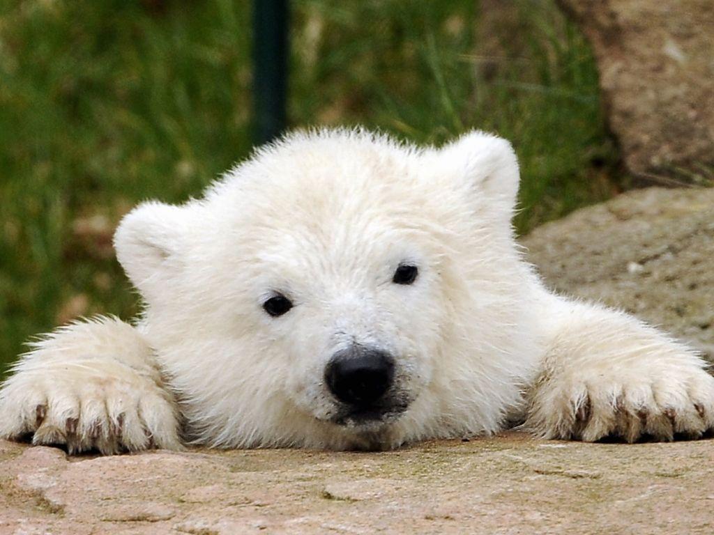 1024x768 Baby Polar Bear Wallpaper