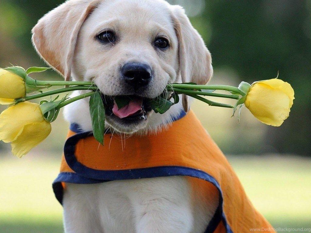 1024x768 Labrador Puppy Wallpaper HD Halv 8 Desktop Background