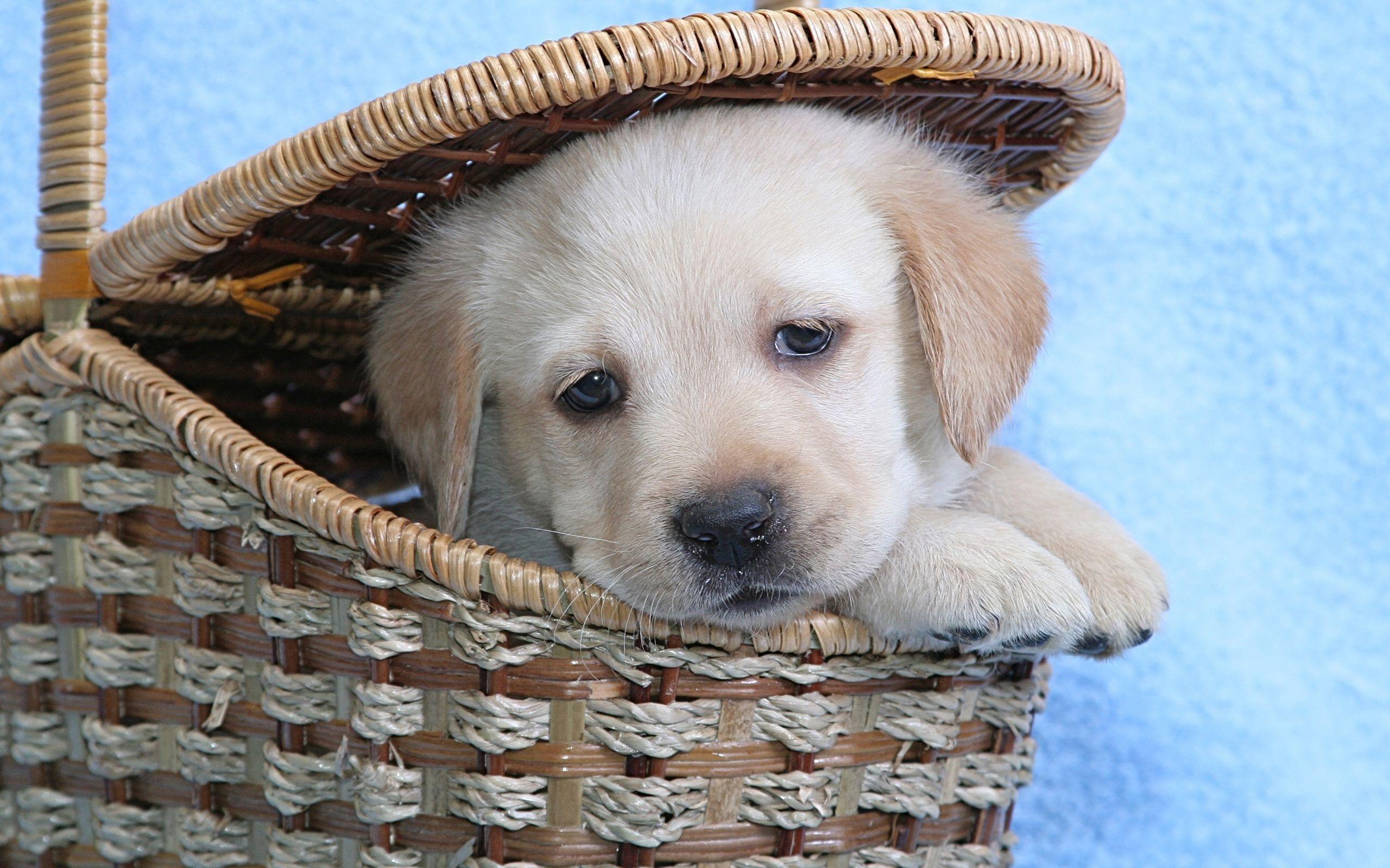 2560x1600 Cute Labrador Puppy HD Wallpaper
