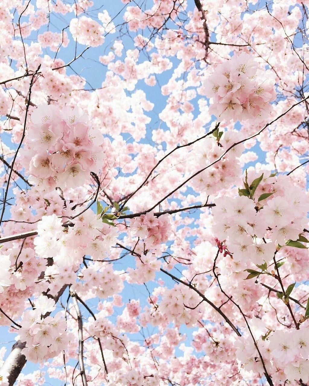 Aesthetic Cherry Blossoms Wallpapers Top Free Aesthetic Cherry