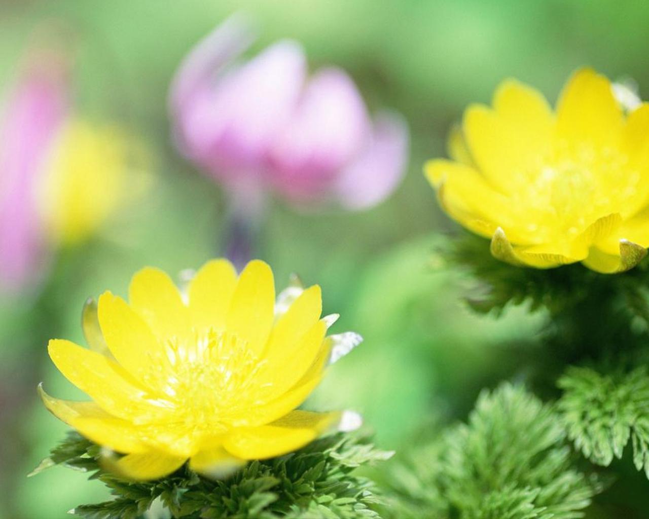 1280x1024 Adonis Wallpaper for Android
