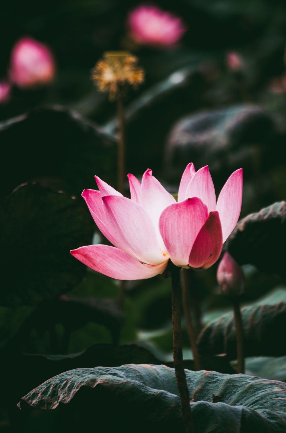 1000x1510 Lotus Pond Picture. Download Free Image