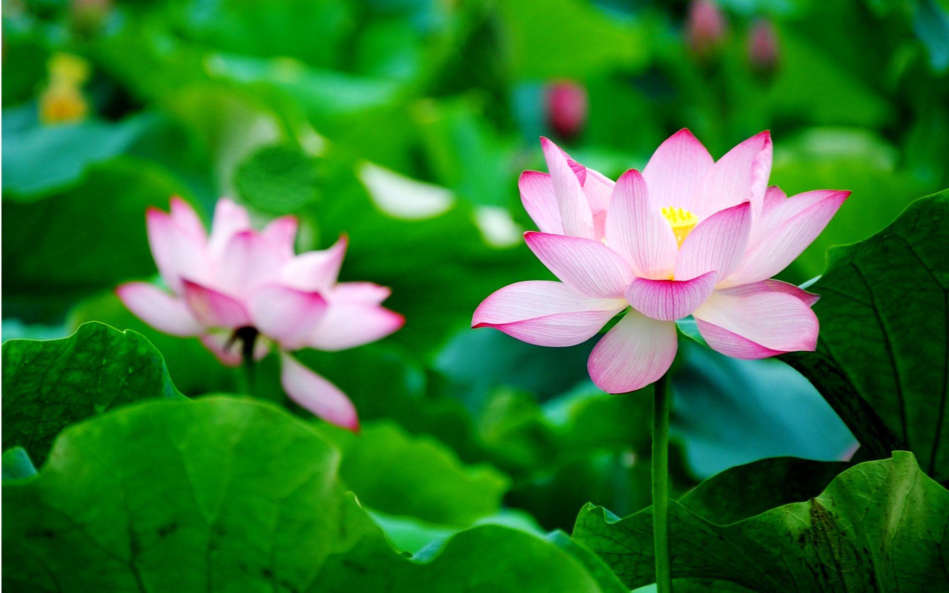 1920x1200 Zen Lotus Flower Wallpaper HD