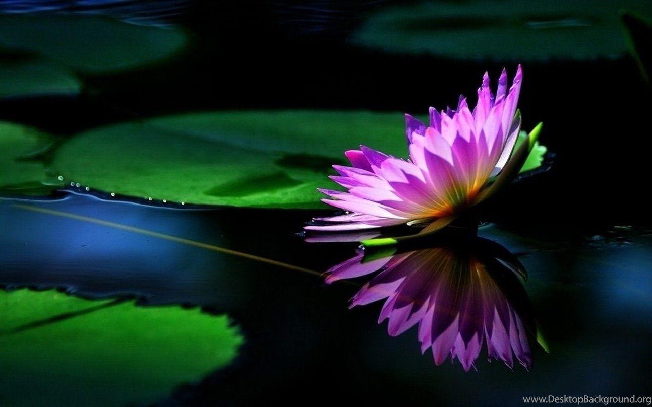 1293x808 Lotus Pond Wallpaper Lotus Flower Picture & Image Desktop Background