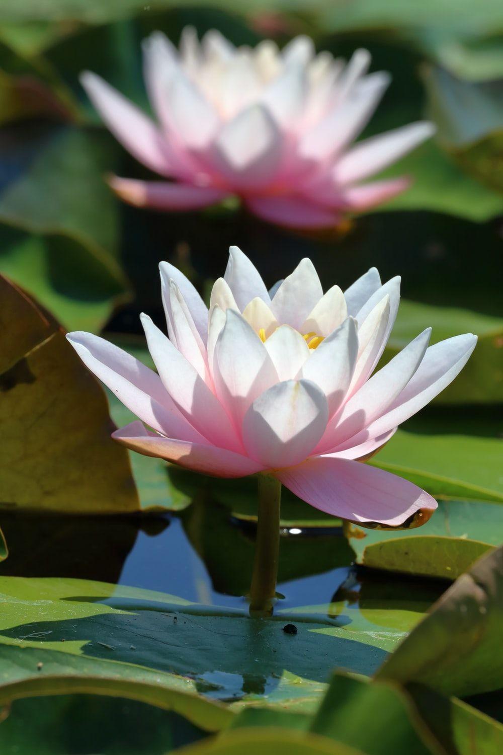1000x1500 Lotus Pond Picture. Download Free Image