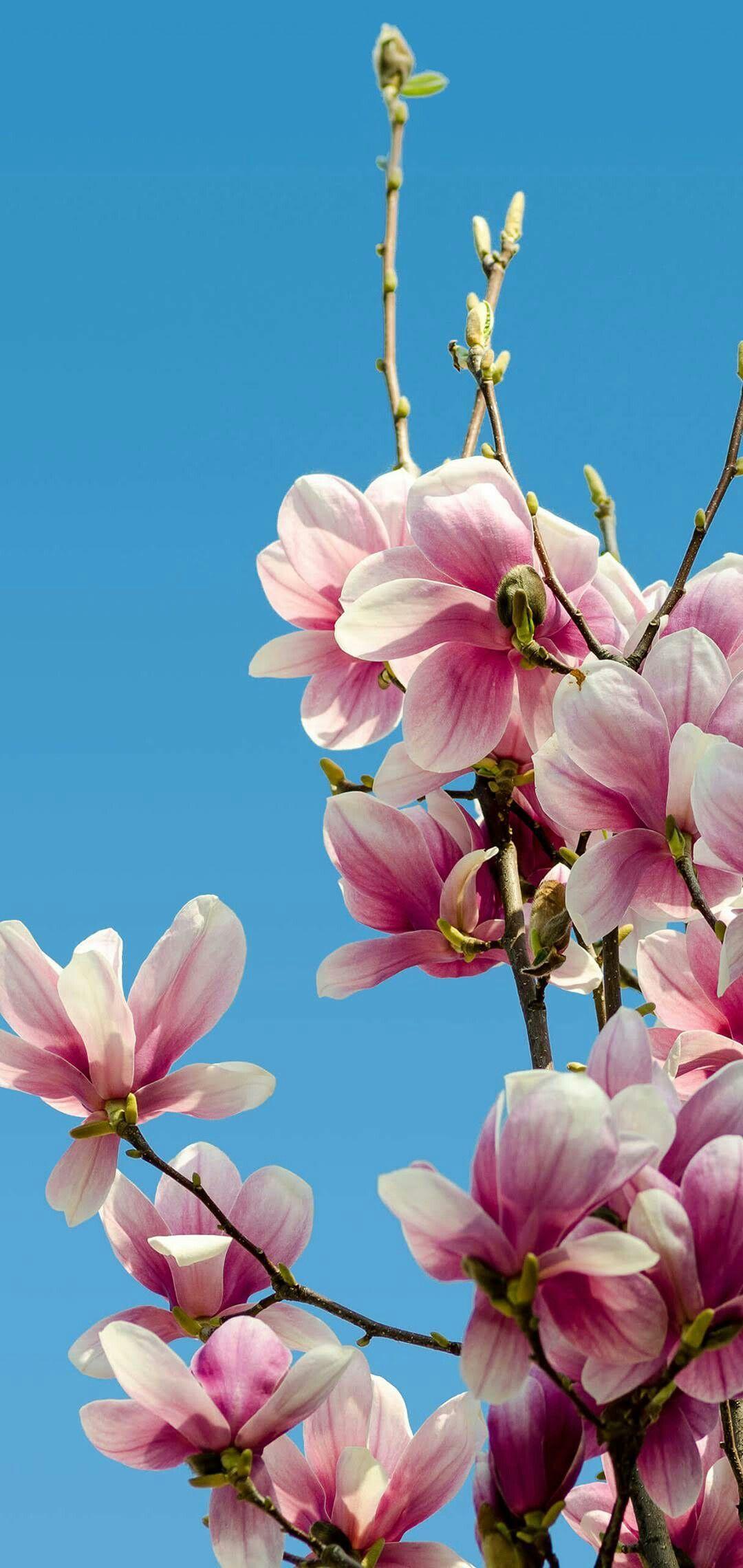 1080x2280 Chinese Magnolia Wallpaper Flower Wallpaper & Background Download
