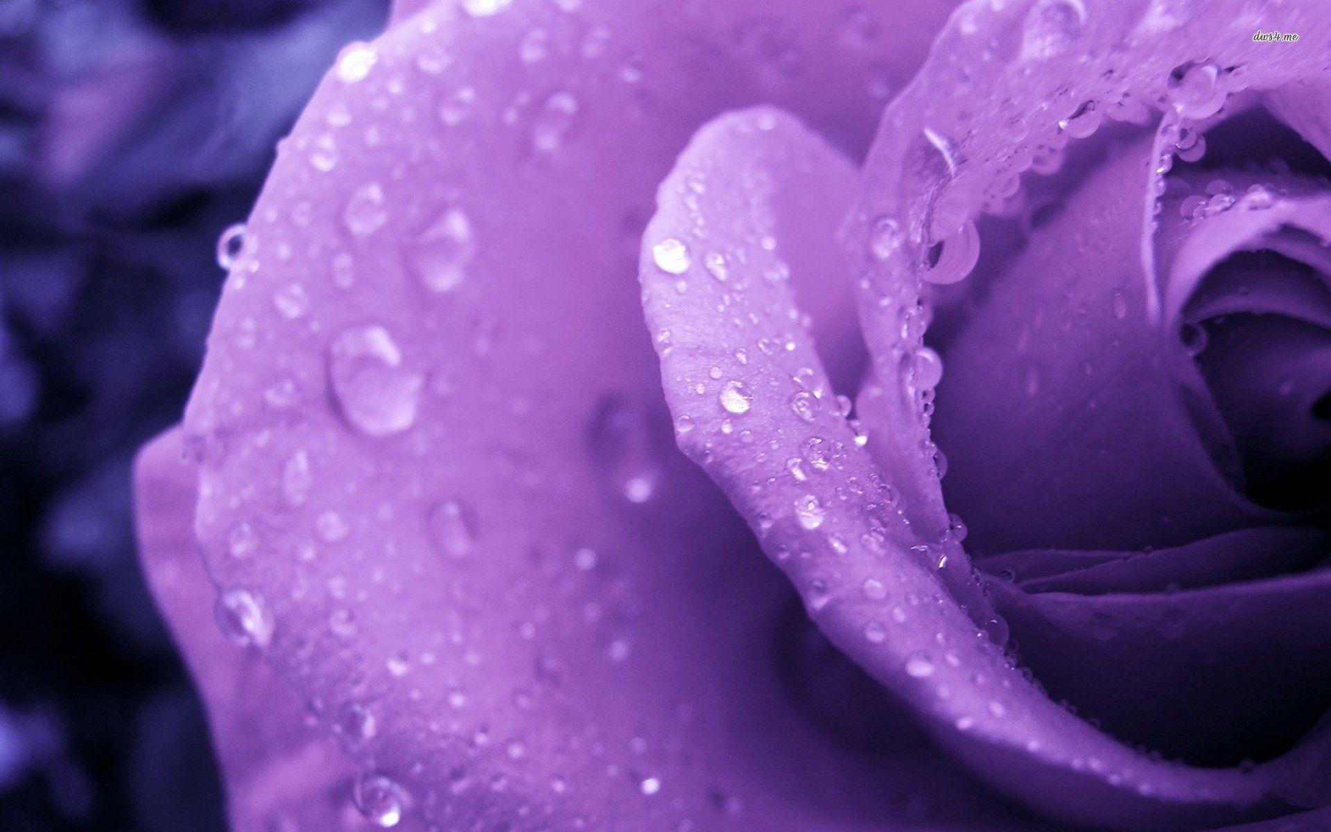 1920x1200 Purple Rose HD Wallpaper