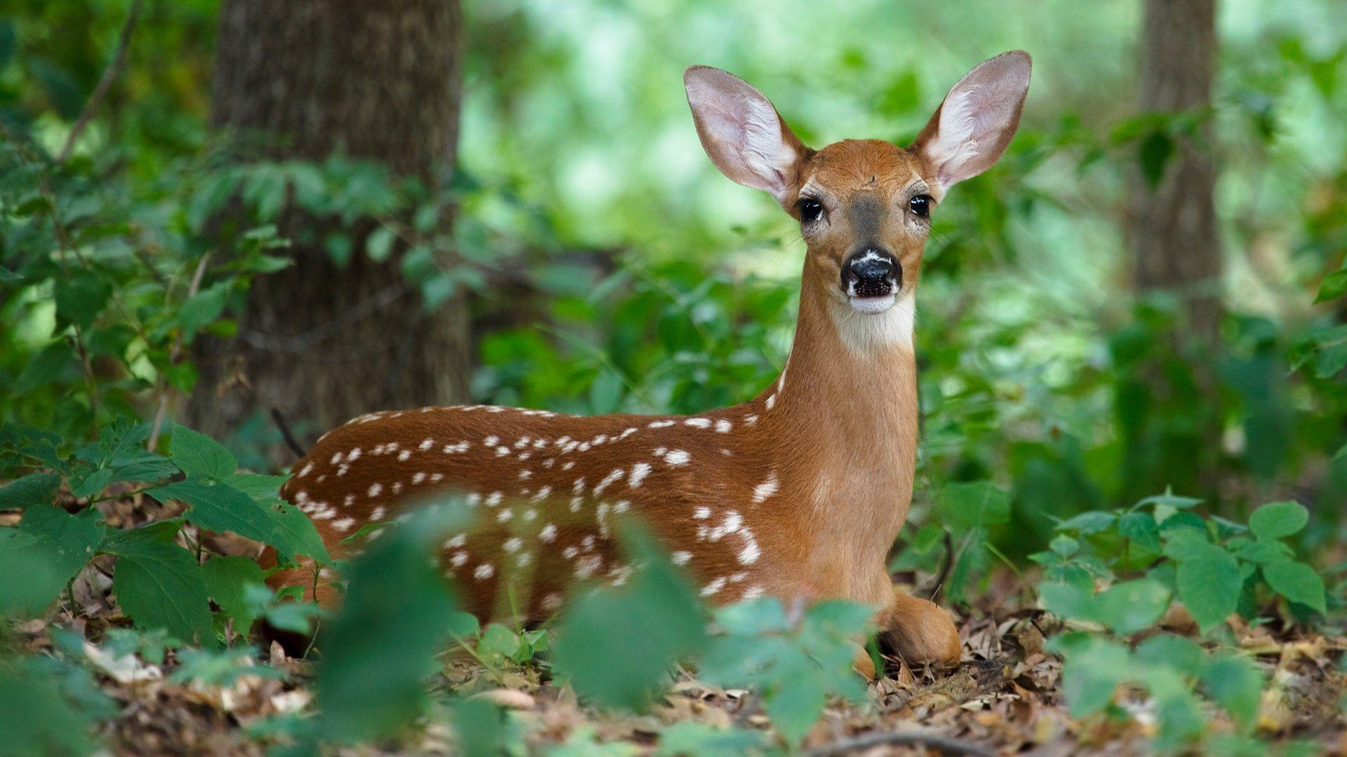 1920x1080 A White Tailed Deer Fawn Hiding In The Woods, Ames, 10 Spotlight Wallpaper Deer Wallpaper & Background Download