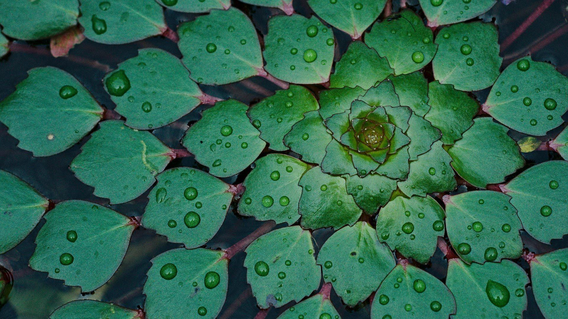 1920x1080 imgur.com. Leaves, Plant leaves, Active wallpaper