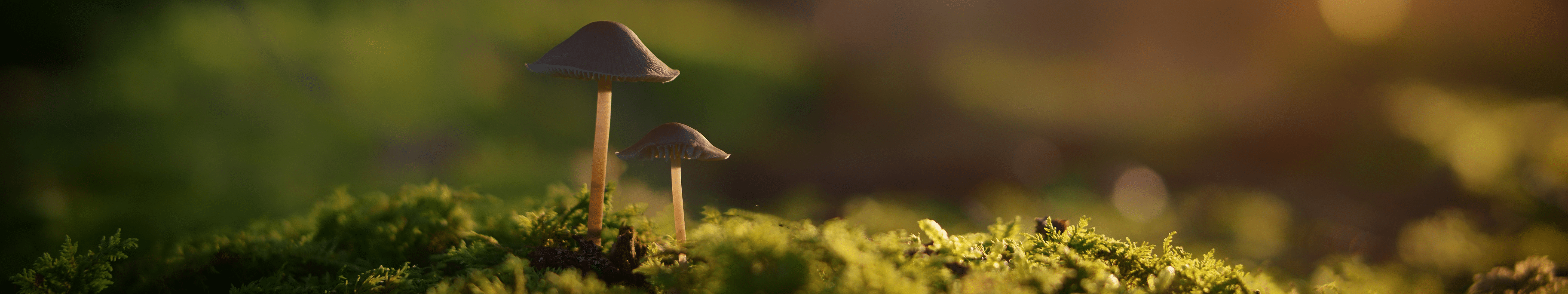 5760x1080 Nature Grass Plants Mushroom Depth Of Field Triple Screen Wallpaper:5760x1080