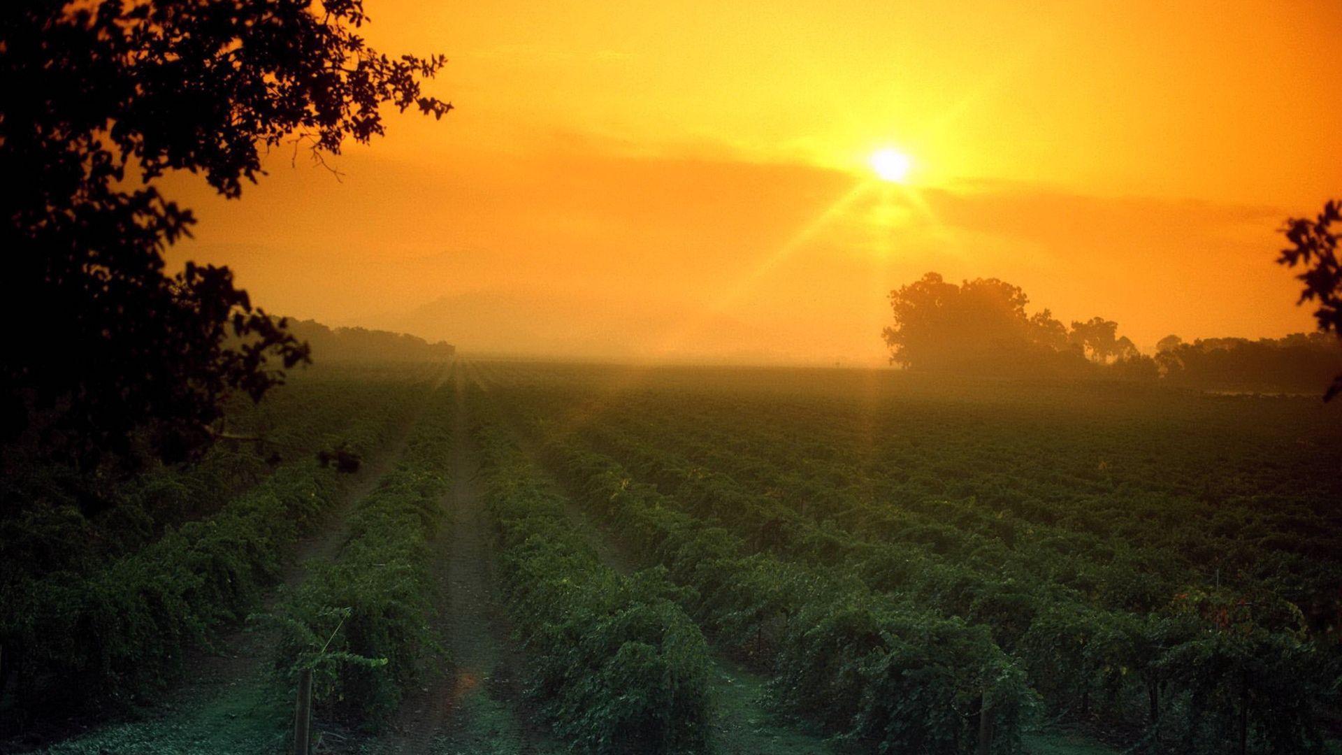 1920x1080 Helping #Intuitives, #Yoga Teachers Healers, And Heart Centered #Entrepreneurs Attract More Clients.Vi. Napa Valley California, Napa Valley, Napa Valley Vineyards
