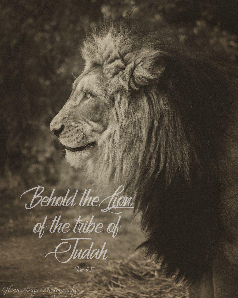 819x1024 Lion Of Judah (0440 1). Lion Of Judah Jesus, Lion Of Judah, Tribe Of Judah