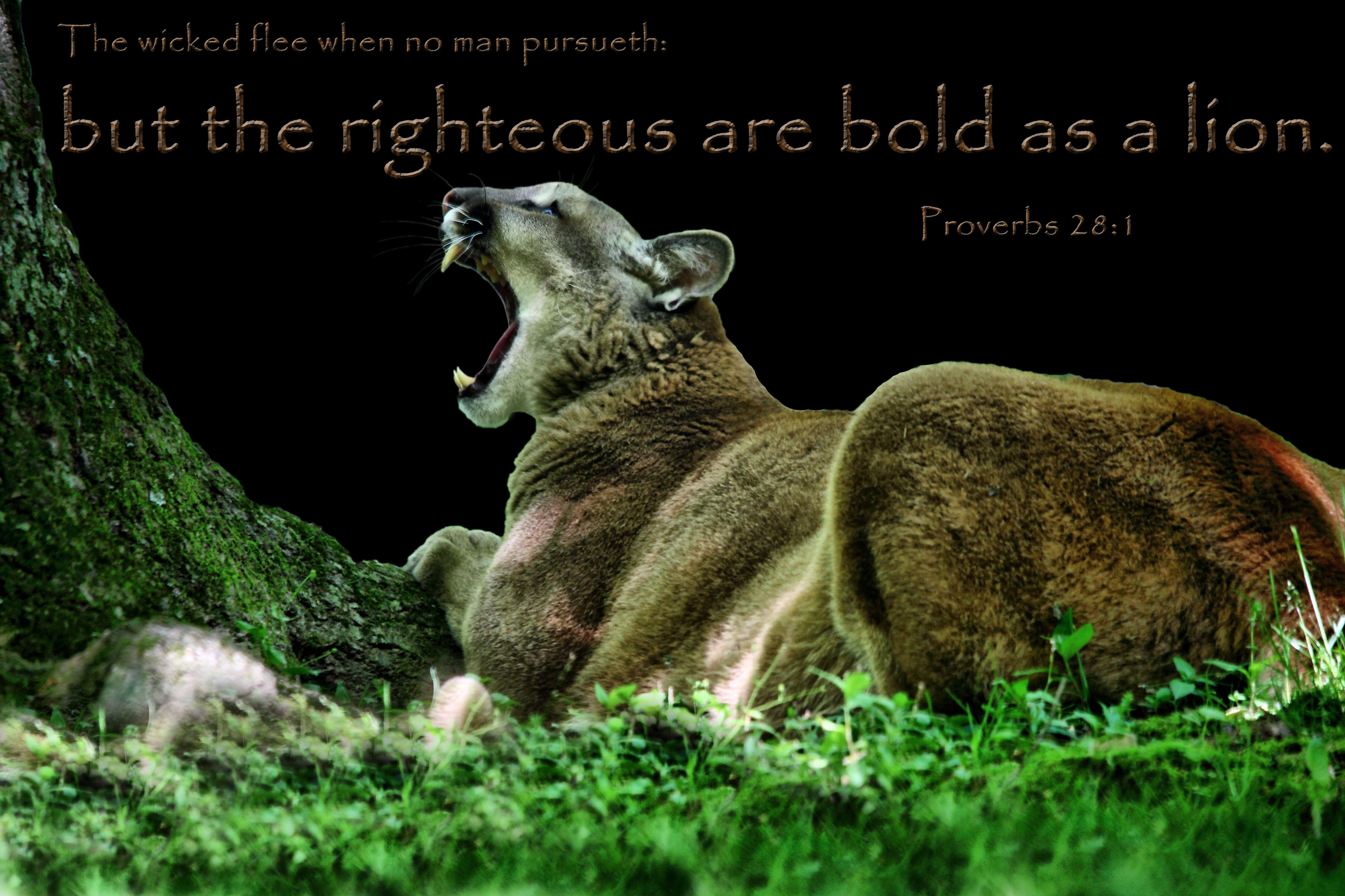 5616x3744 Bible Quotes From The Lion. QuotesGram