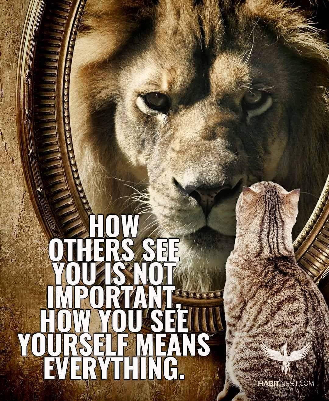1080x1315 Lion Leadership Quotes Quotes On Lion Wallpaper & Background Download