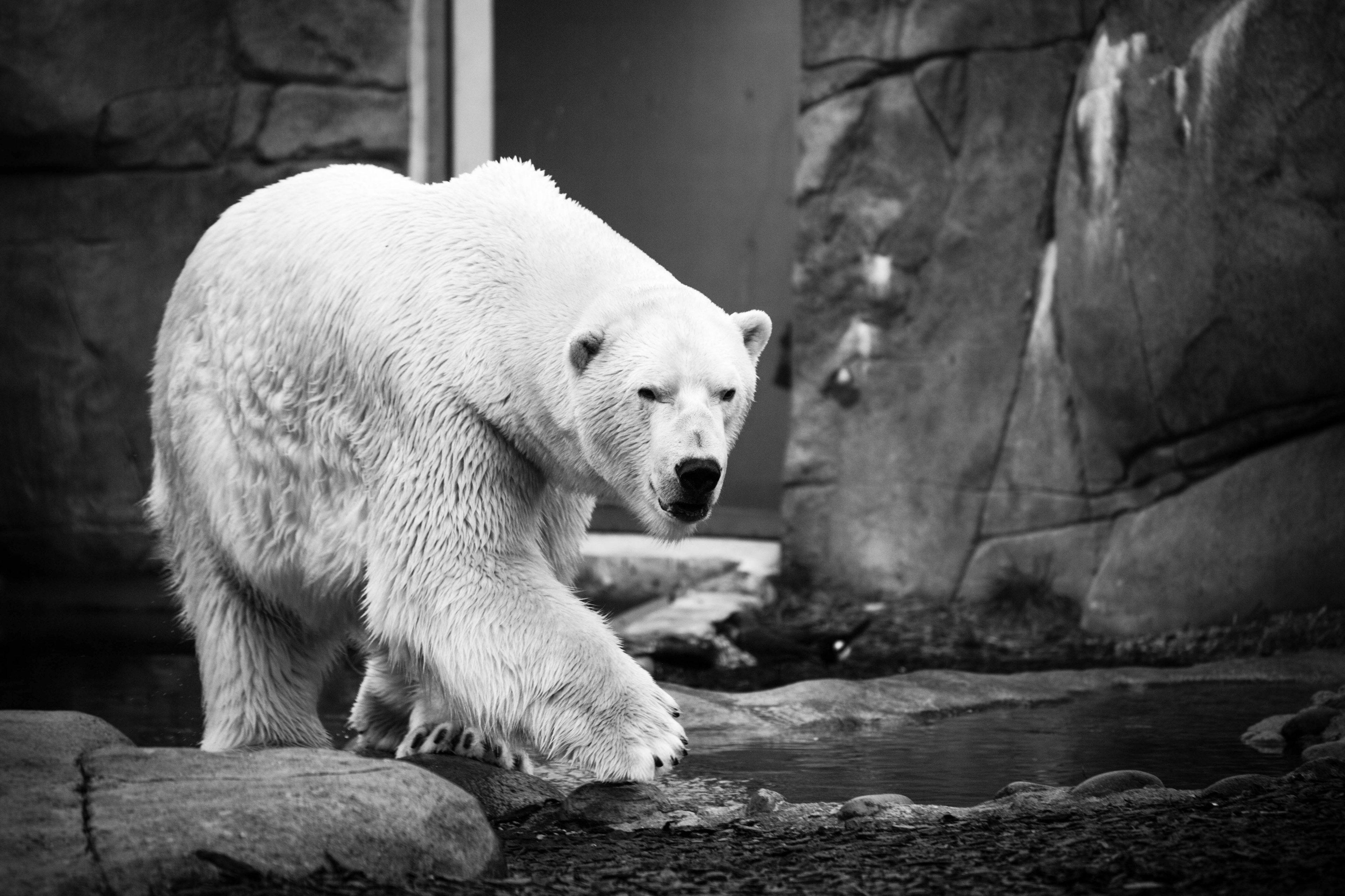 3840x2560 black and white shot of polar bear walking in zoo enclosure