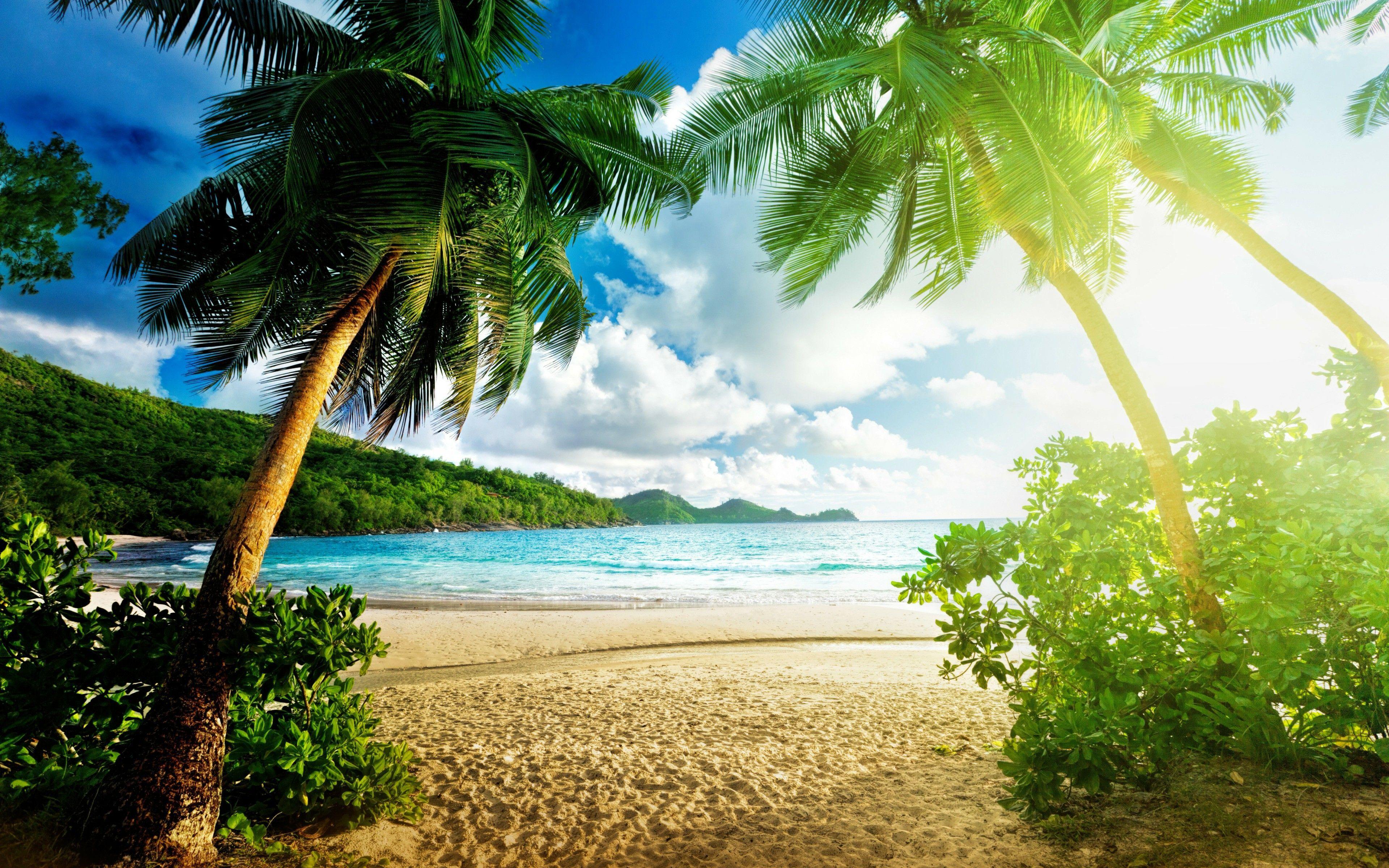 3840x2400 Palm Beach Wallpaper