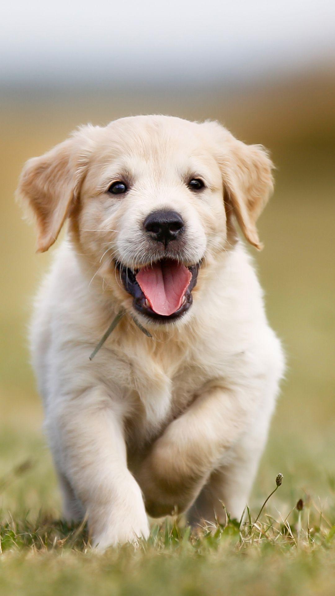 1080x1920 Golden Retriever Puppies Wallpaper