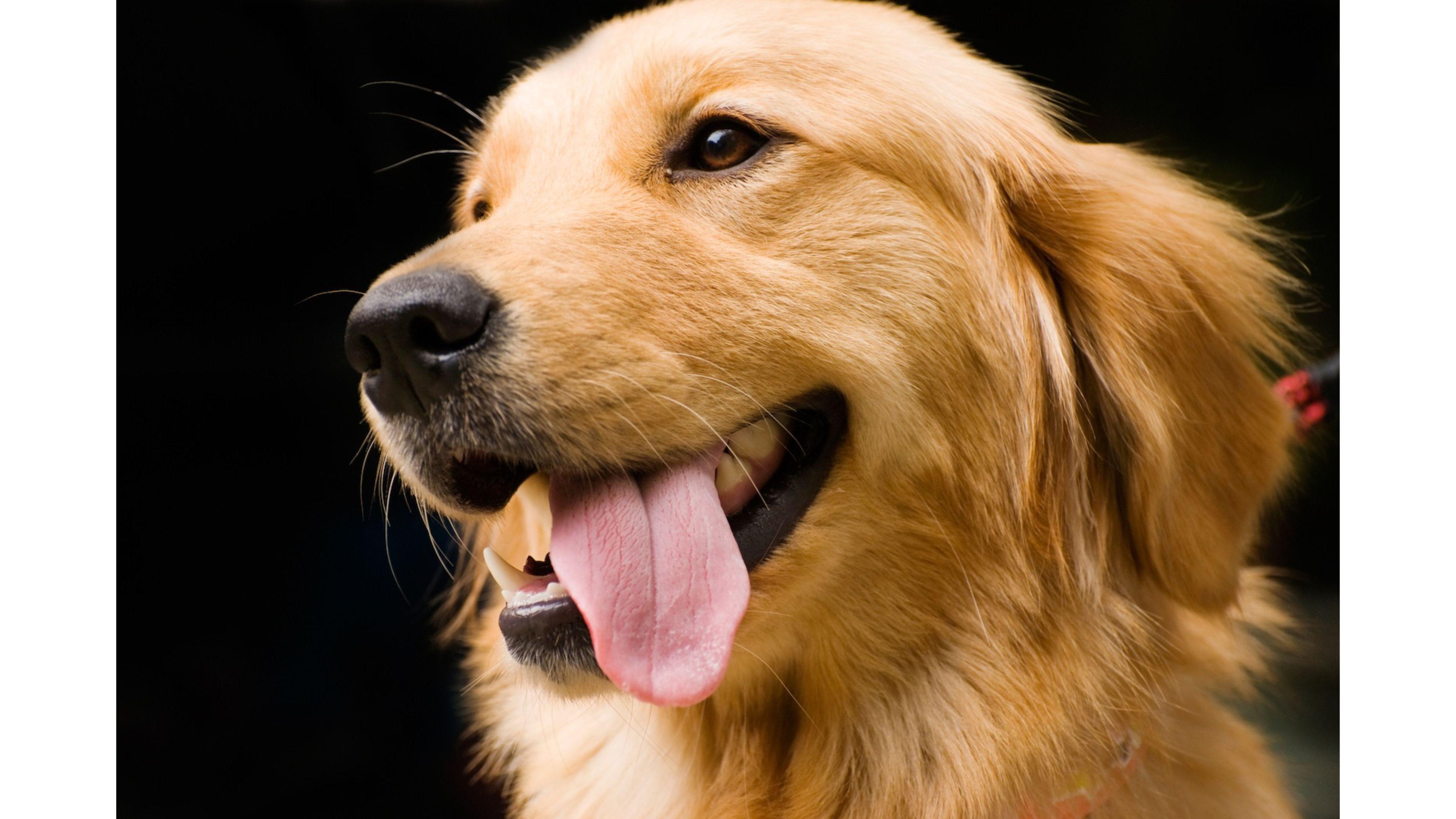 3840x2160 Free download Wallpaper Golden Retriever [3840x2160] for your Desktop, Mobile & Tablet. Explore Golden Retriever Wallpaper. Free Golden Retriever Puppy Wallpaper, Golden Wallpaper, Golden Retriever Wallpaper Border