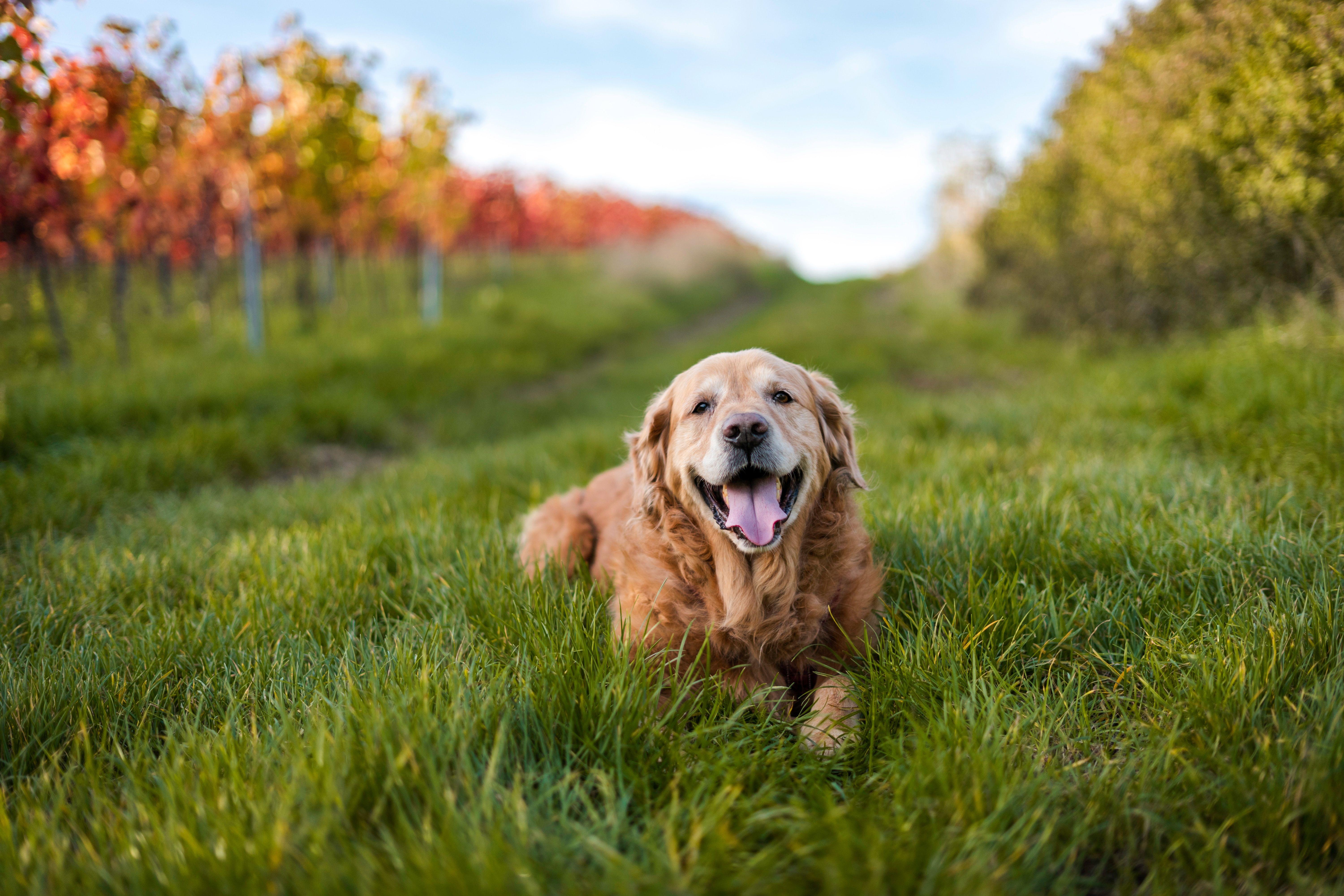 6000x4000 Golden Retriever 5k, HD Animals, 4k Wallpaper, Image, Background, Photo and Picture