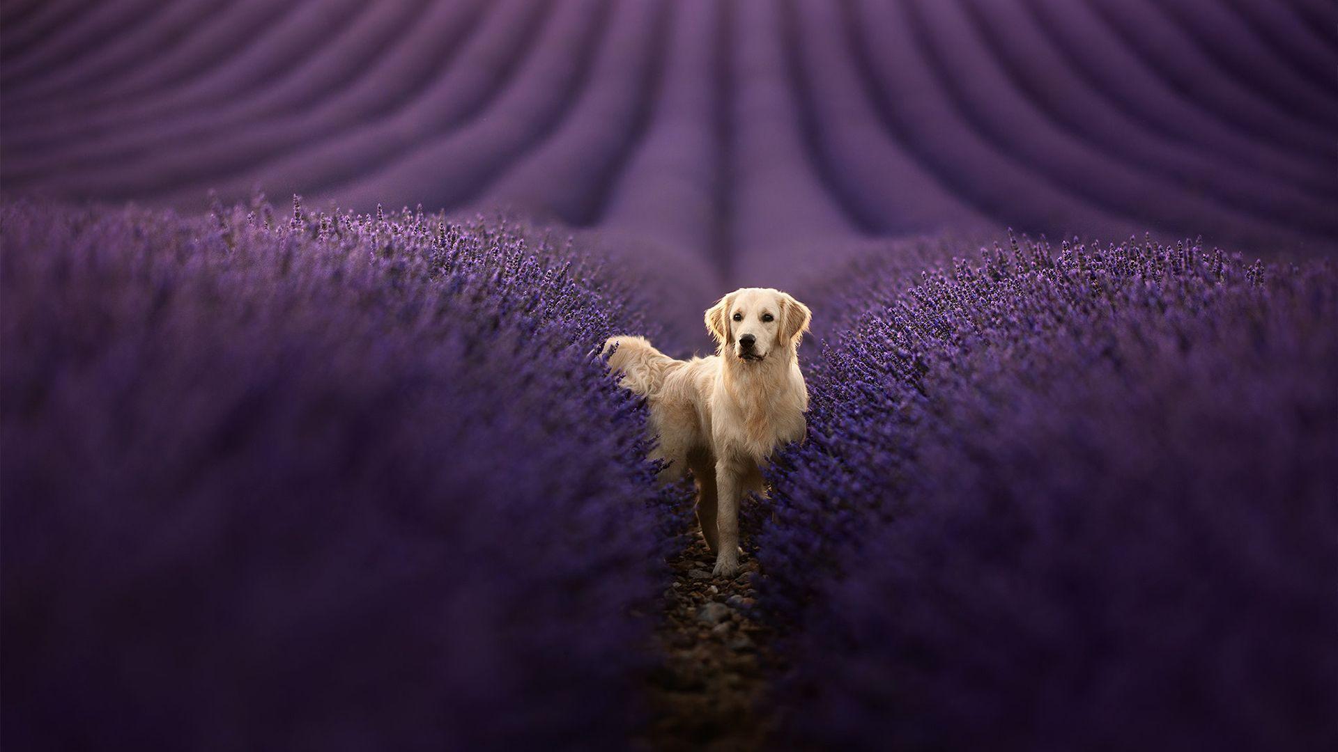 1920x1080 Golden Retriever HD Wallpaper