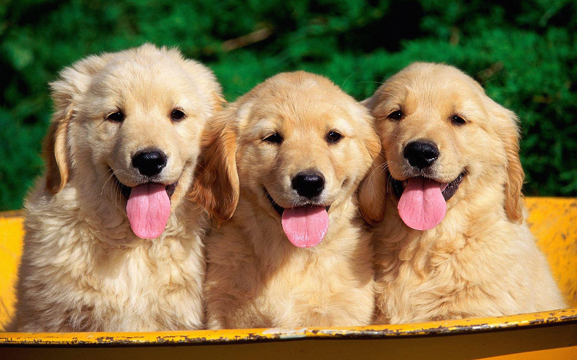1920x1200 Free download Golden Retriever Wallpaper [1920x1200] for your Desktop, Mobile & Tablet. Explore Golden Retriever Wallpaper. Free Golden Retriever Puppy Wallpaper, Golden Wallpaper, Golden Retriever Wallpaper Border