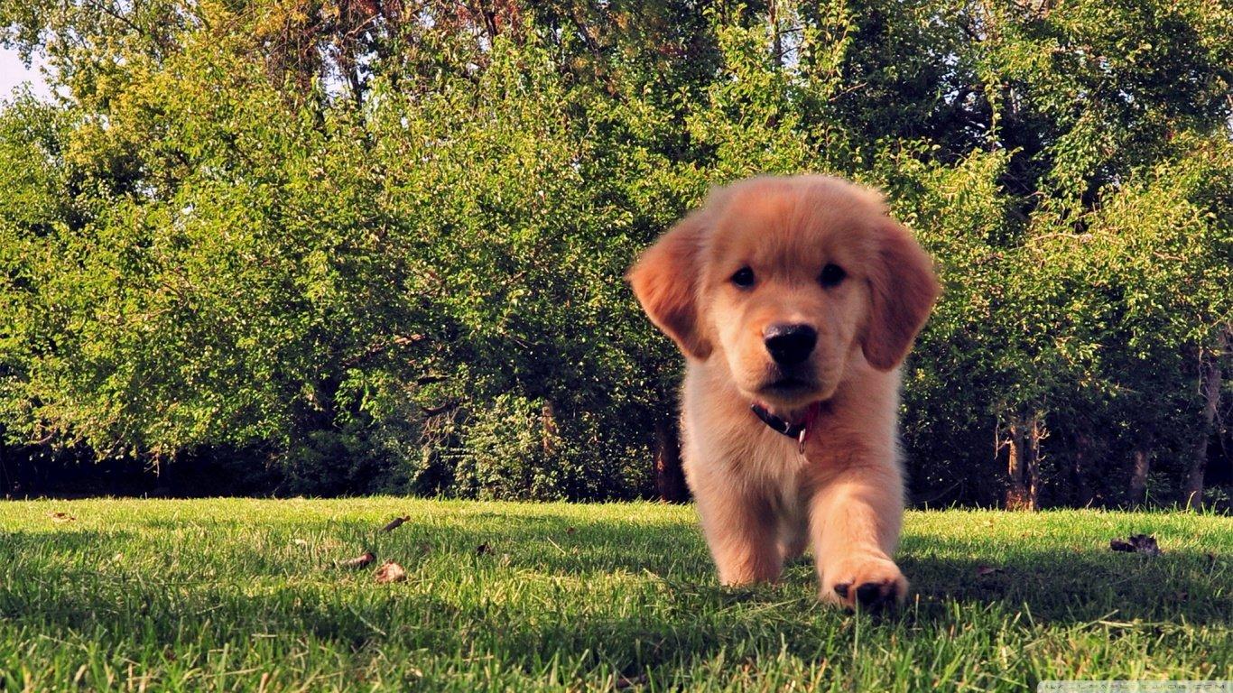 1366x768 Golden Retriever wallpaper 1366x768 (laptop) desktop background