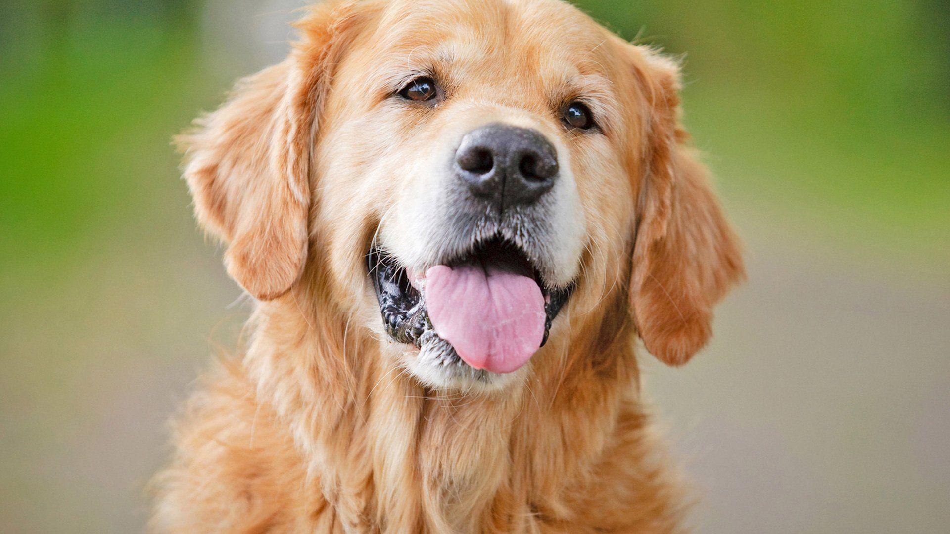 1920x1080 Golden Retriever Collar Wallpaper