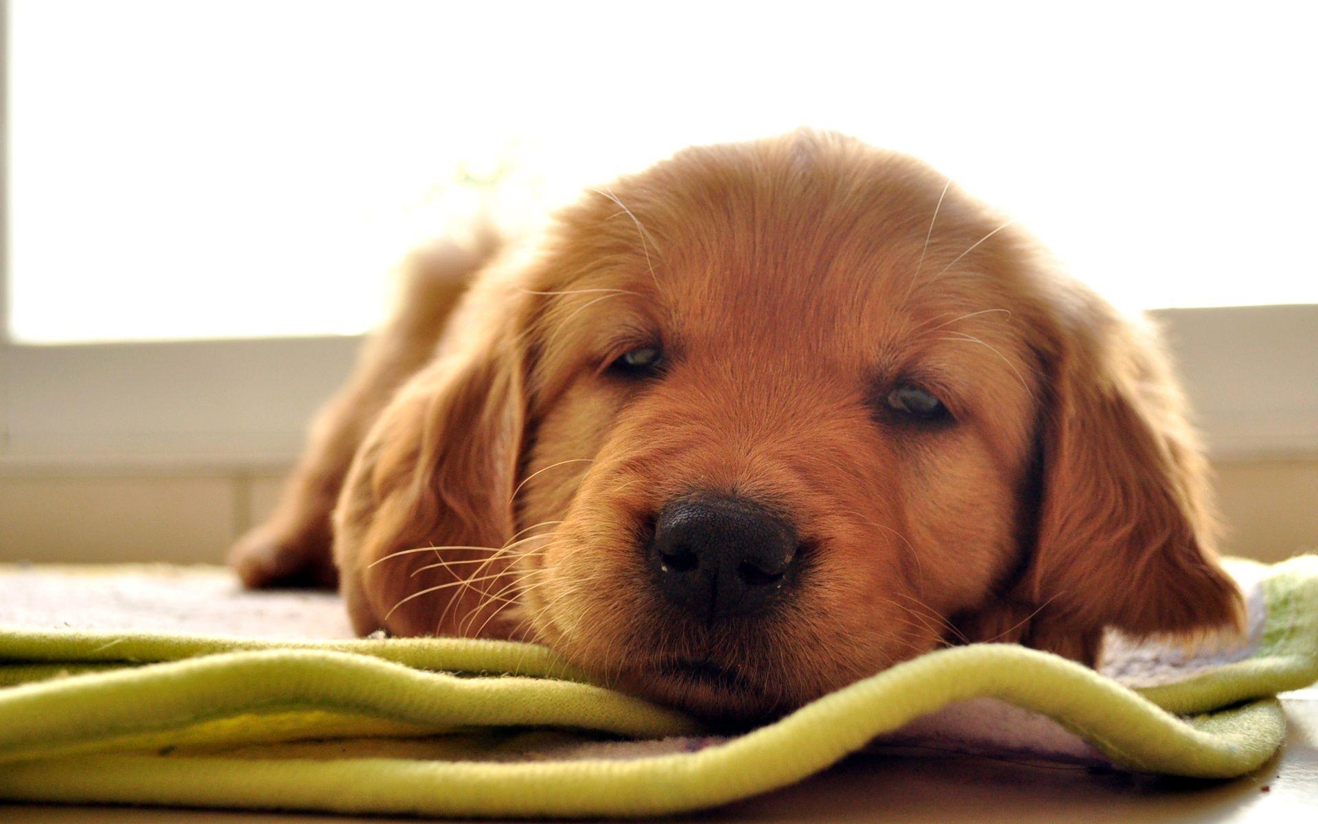 1920x1200 Golden Retriever Wallpaper