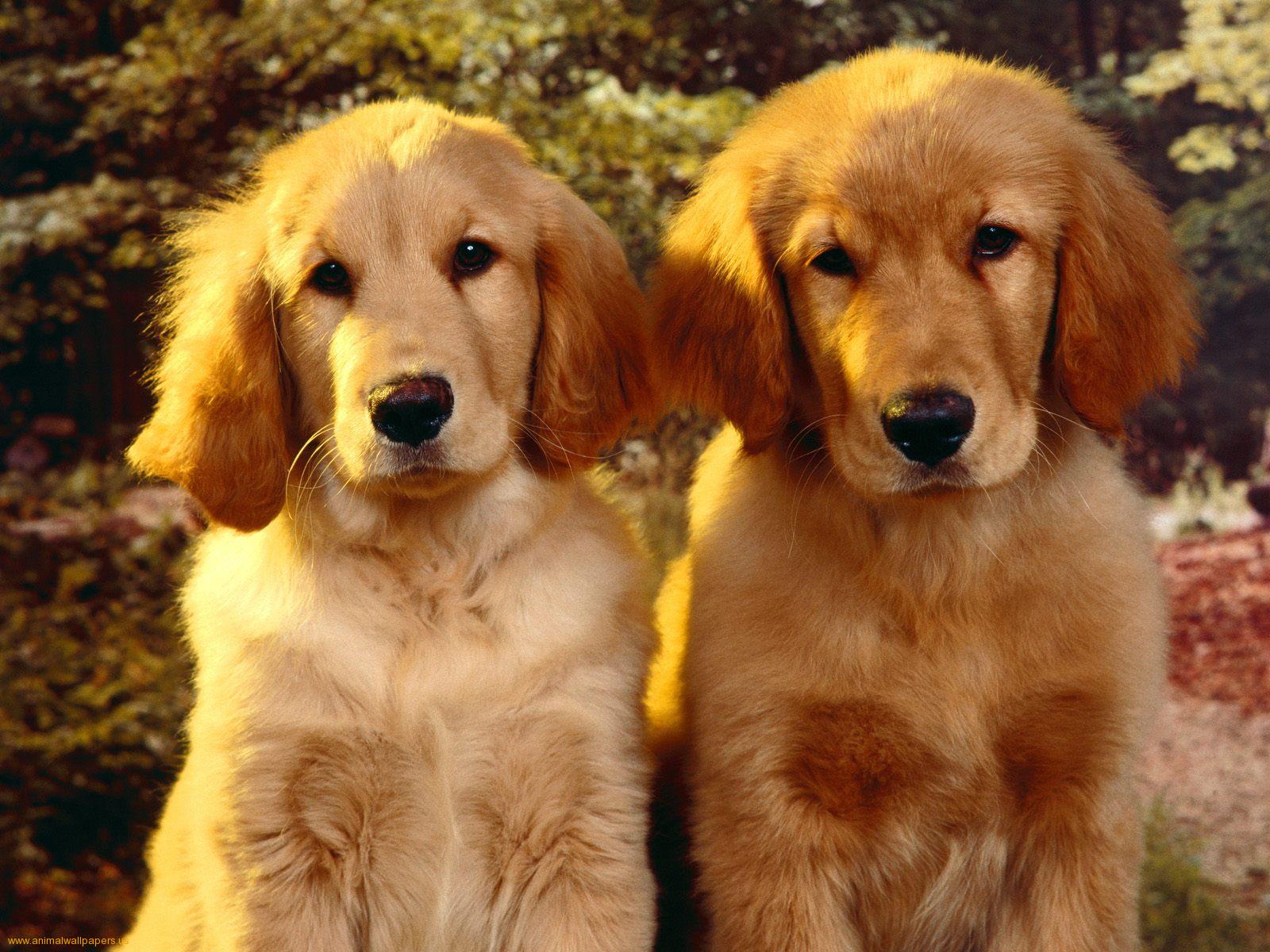 1600x1200 Easter Golden Retriever Wallpaper