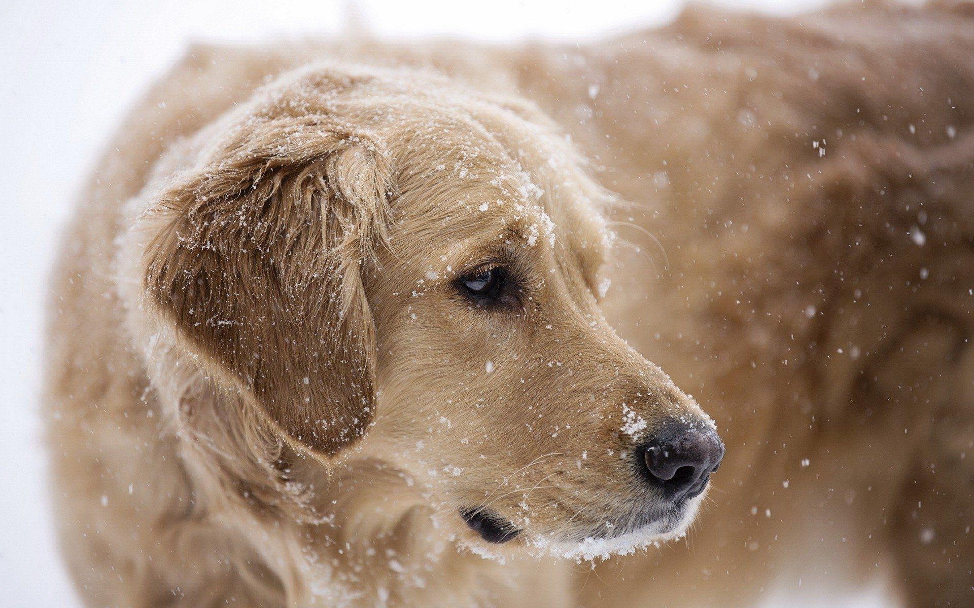 1920x1200 Golden Retriever In Snow Wallpaper 62765 1920x1200px