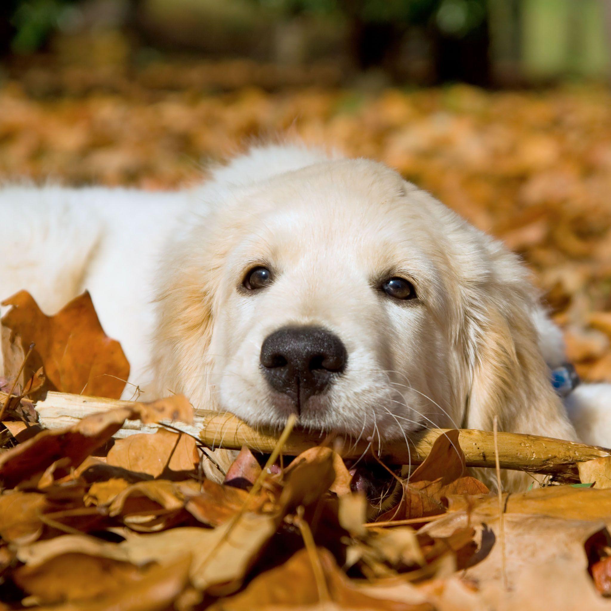 2048x2048 Golden Retrievers