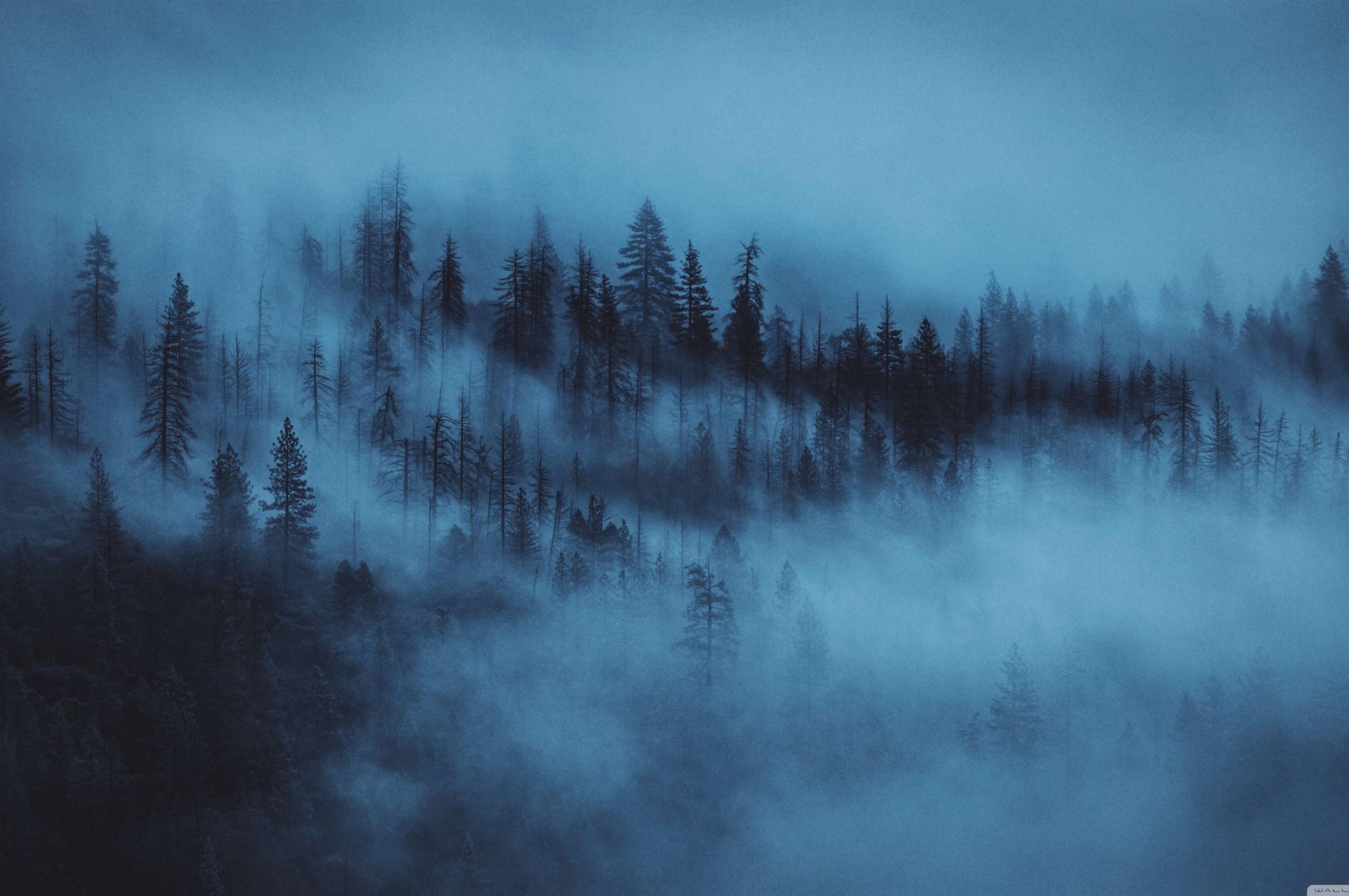 2560x1700 Free download Dark Woods Aesthetic 4K HD Desktop Wallpaper for Wide Ultra [3840x2160] for your Desktop, Mobile & Tablet. Explore Aesthetic 4K Wallpaper. Aesthetic 4K Wallpaper, Aesthetic Wallpaper 4K