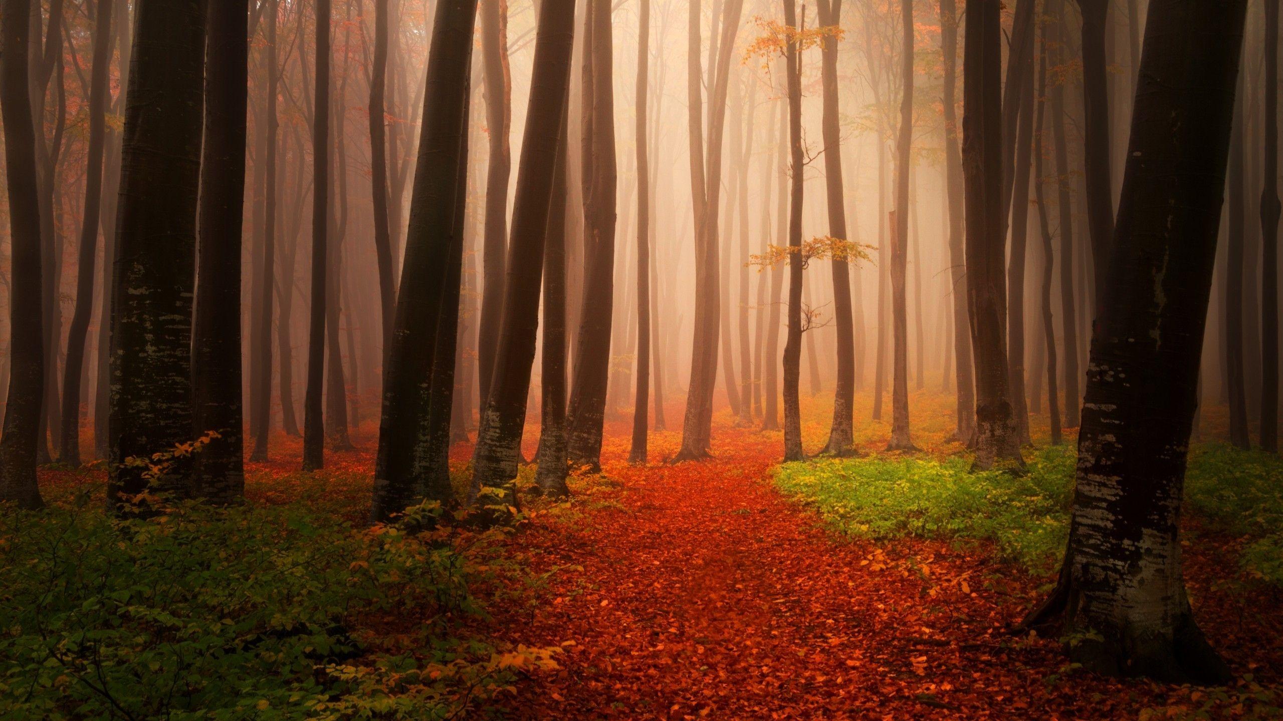 2560x1440 Misty Autumn Forest Wallpaper