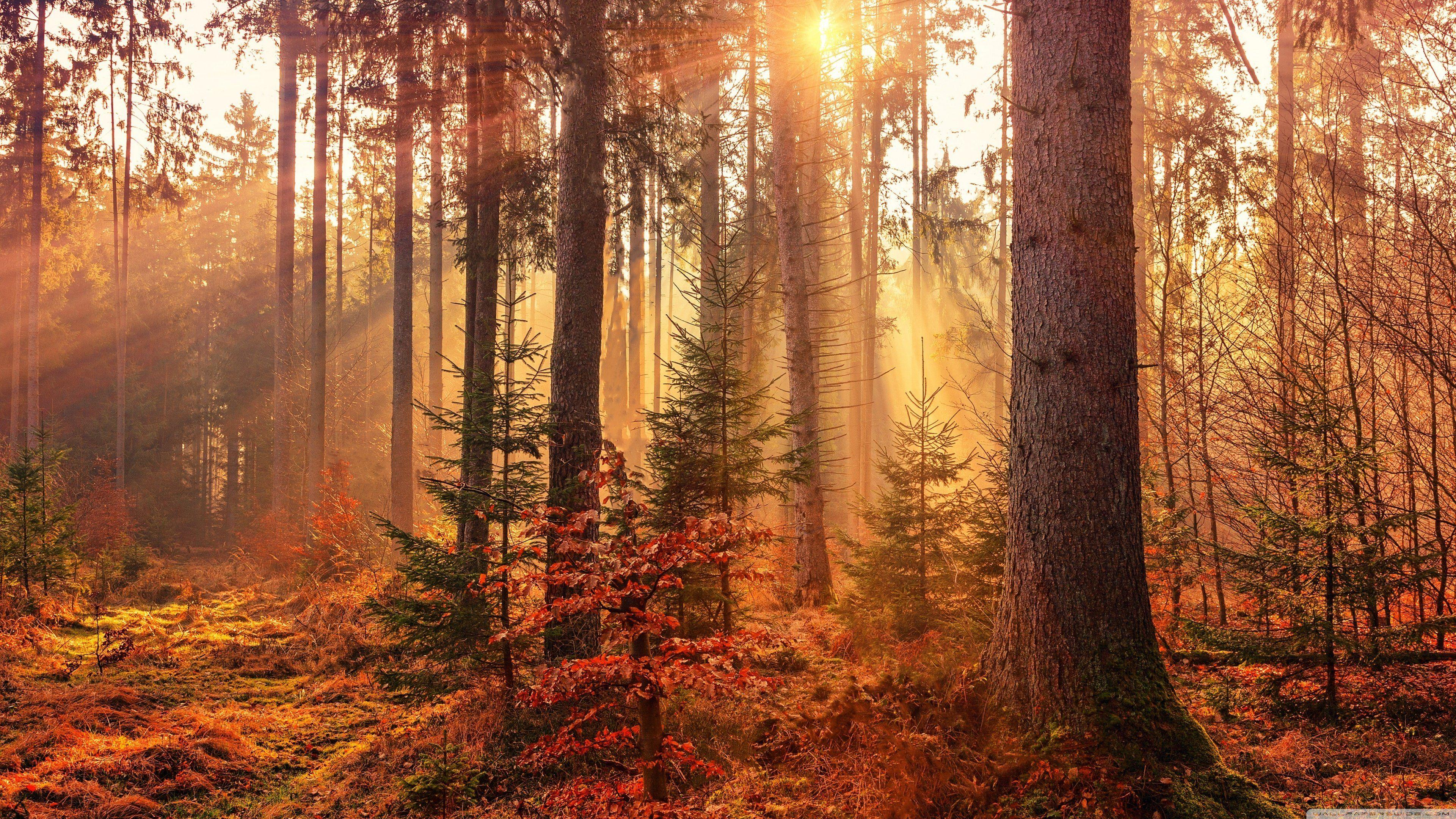 3840x2160 Free download Autumn Forest Path 4K HD Desktop Wallpaper for 4K Ultra HD TV [3840x2160] for your Desktop, Mobile & Tablet. Explore Wallpaper Path. Wallpaper Path, Forest Path Wallpaper