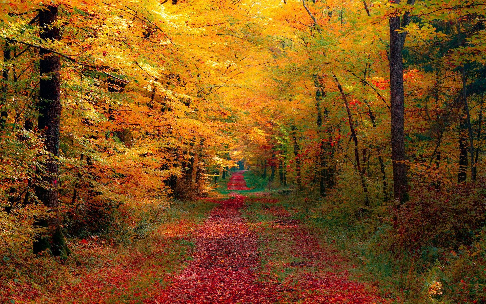 1920x1200 Autumn Forest Desktop Wallpaper