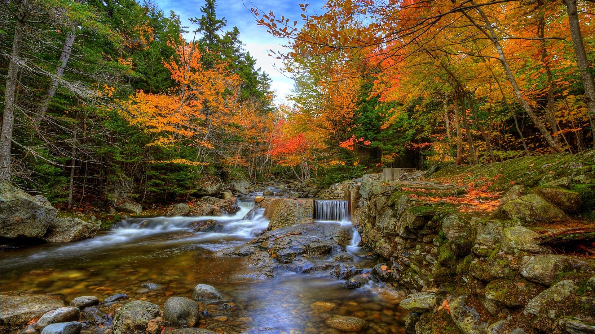 1920x1080 Autumn Woods MacBook Air Wallpaper Download