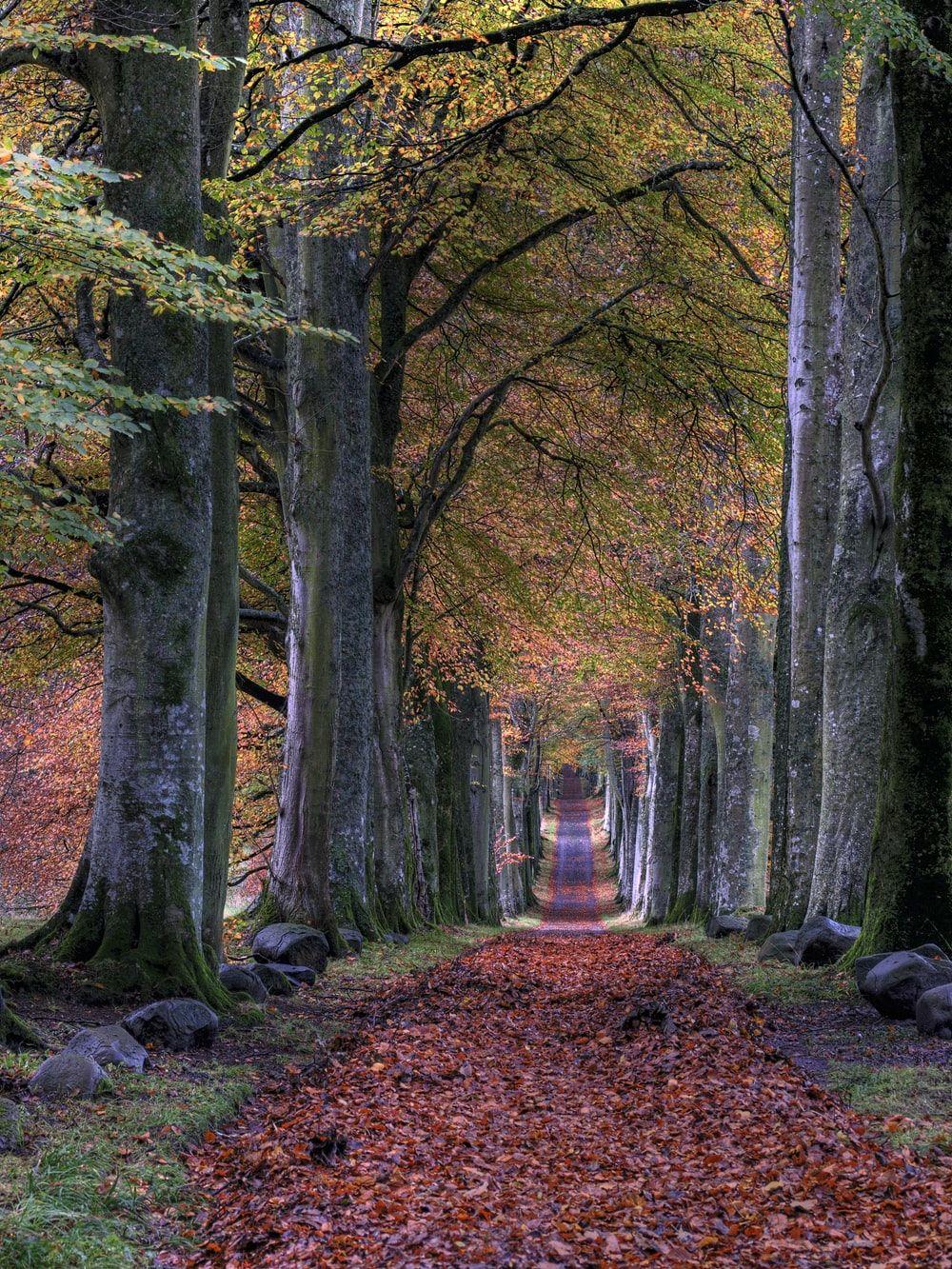1000x1333 Autumn Wallpaper: Free HD Download .com