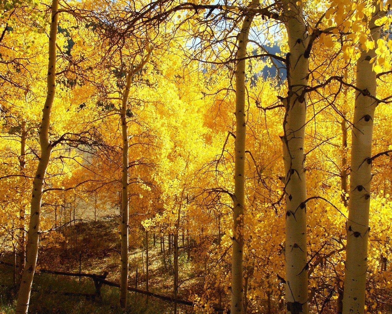 1280x1024 Fall Color Wallpaper 1280x1024 NO.47 Desktop Wallpaper. Autumn forest, Scenic autumn, Fall colors