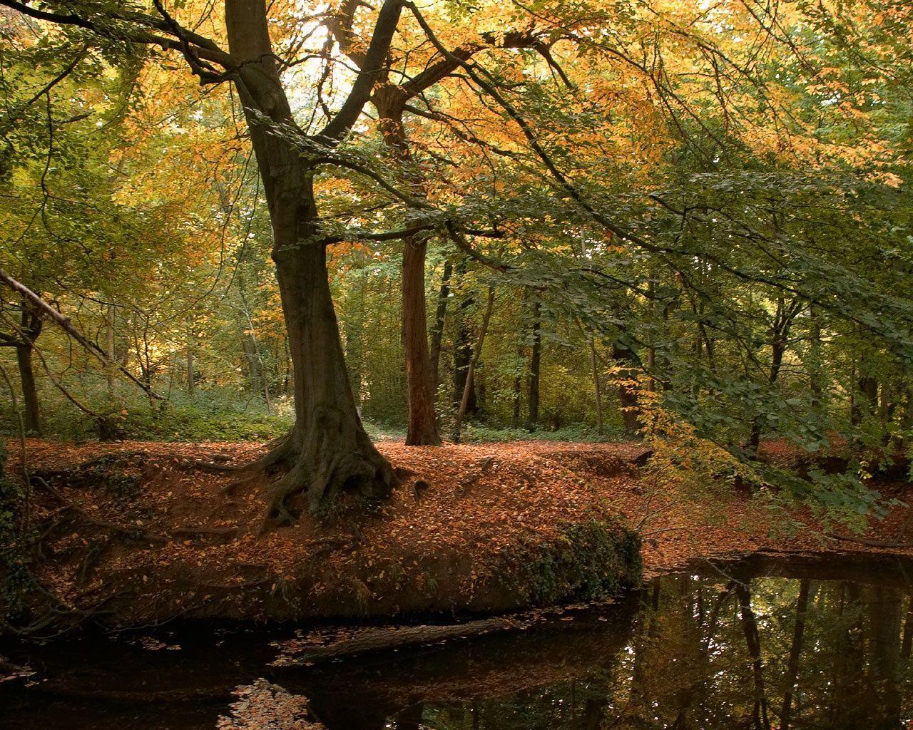 1280x1024 Autumn forest desktop PC and Mac wallpaper. Autumn forest, Forest wallpaper, Desktop wallpaper fall