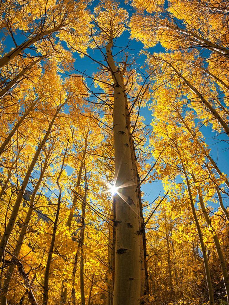 768x1024 Free download Autumn Woods iPhone 6 wallpaper HD nature iPhone 6 Plus background [1080x1920] for your Desktop, Mobile & Tablet. Explore iPhone 6 Autumn Wallpaper. iPhone 6 Fall Wallpaper