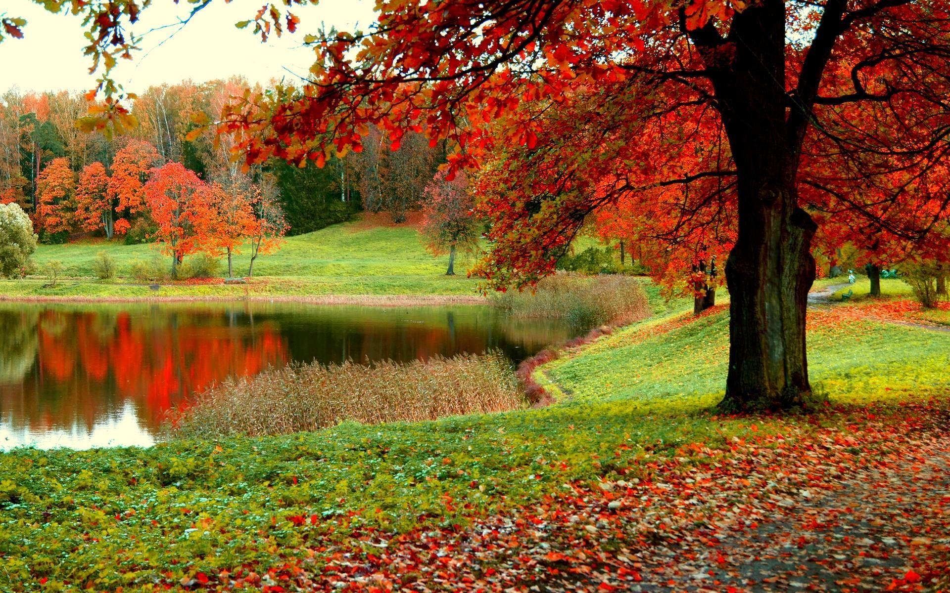 1920x1200 Forest Wallpaper Desktop #Zxd. Autumn landscape, Desktop wallpaper fall, Autumn forest