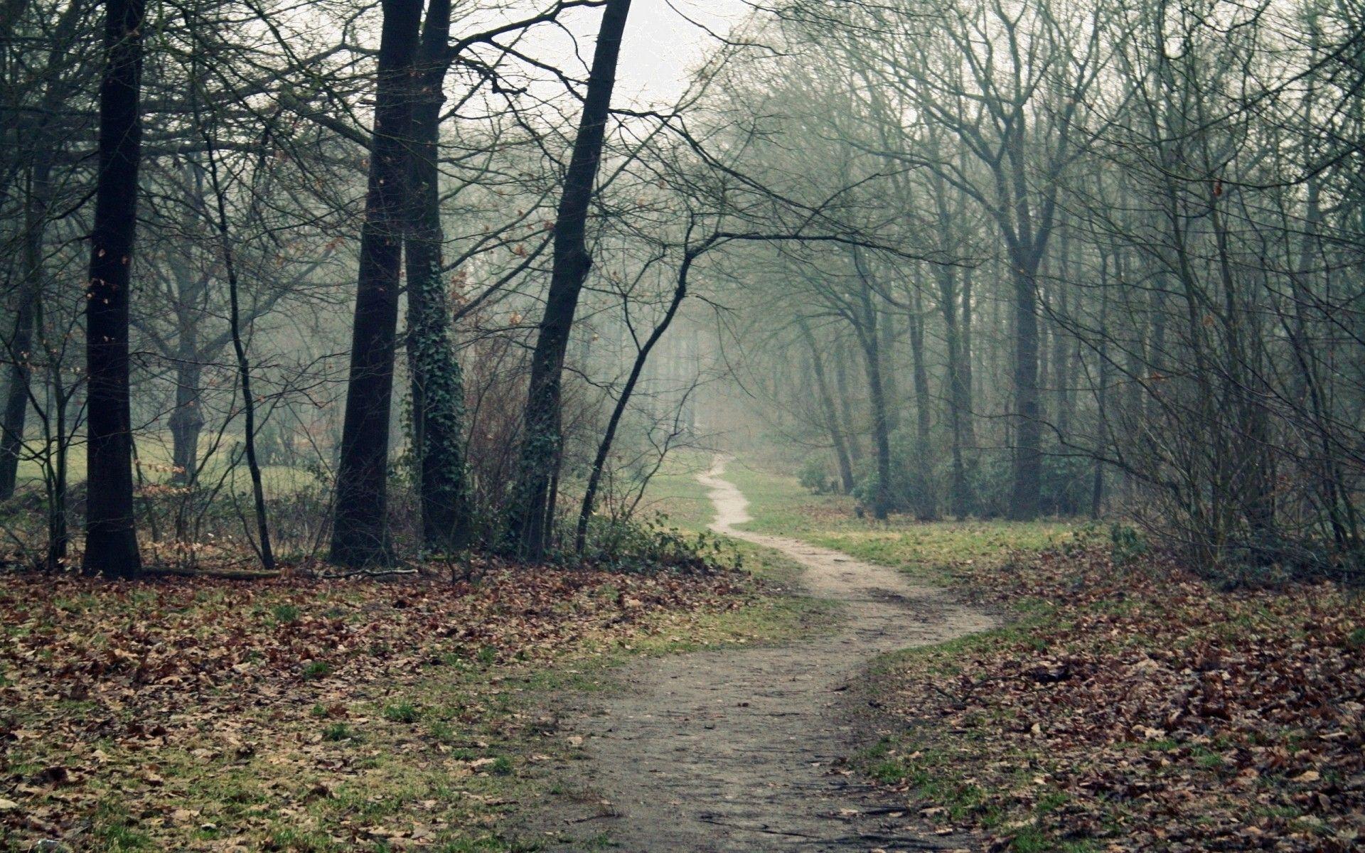 1920x1200 Autumn Wood Wallpaper