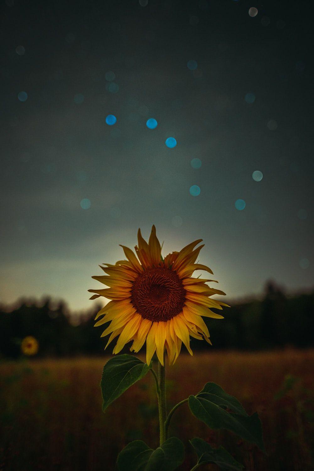 1000x1500 Phone Background Image: Download HD Background