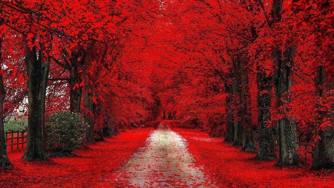 1280x720 Autumn Woods Wallpaper