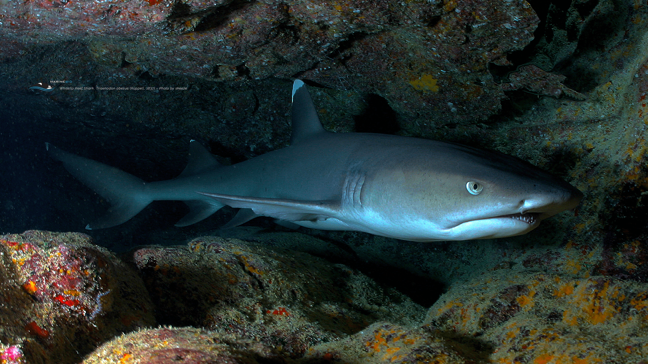 2560x1440 Wallpaper MarineBio Conservation Society