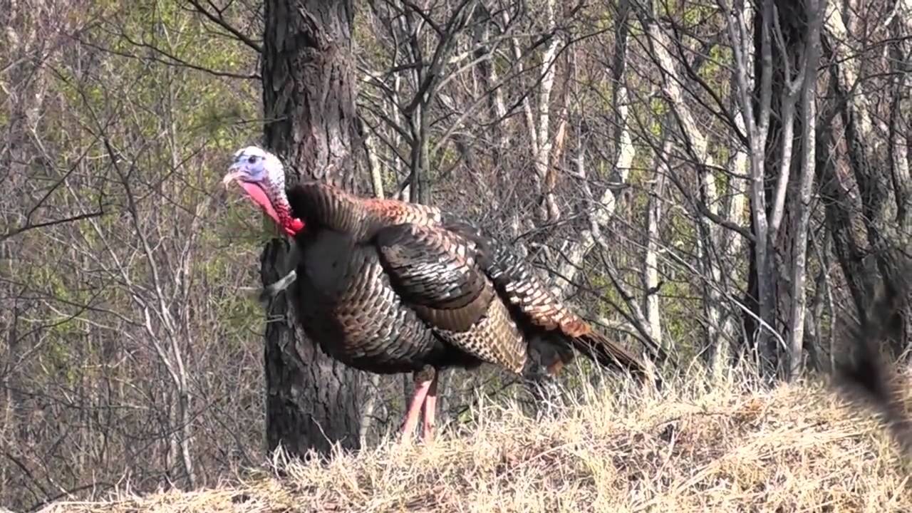 1280x720 turkey gobbling