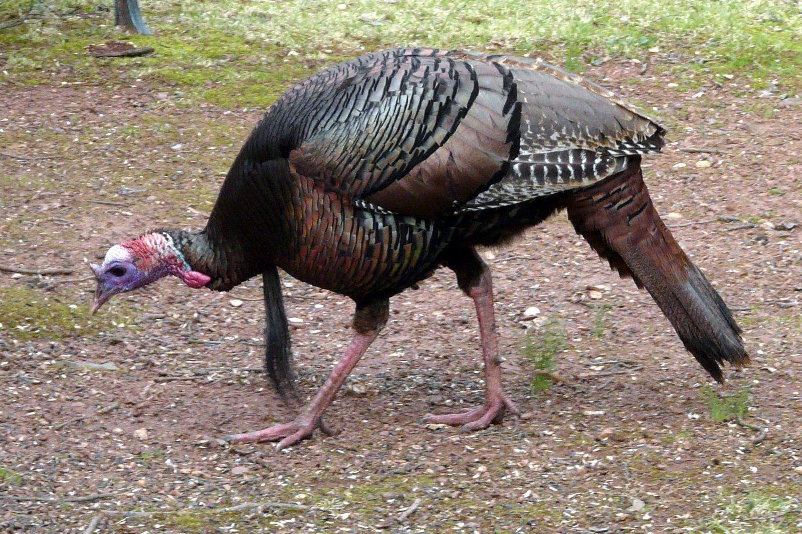 1600x1066 Turkey Turkey Birds Wallpaper